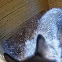 AkelaSNIFFA emote for Discord