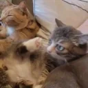 AlrightFight emote for Discord