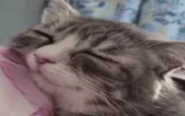 AlrightSleep emote for Discord