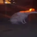 AlarmDog emote for Discord