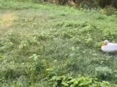 Allmyfellas emote for Discord