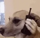 ALO emote for Discord