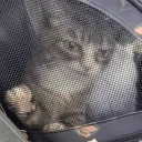 alrightJail emote for Discord