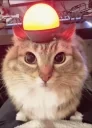 AlertTheCatStartsItsEng emote for Discord