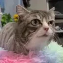 AlrightSneeze emote for Discord