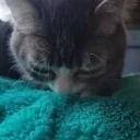 Alprrright emote for Discord