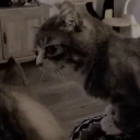 alrightMad emote for Discord