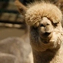 Alpachisia emote for Discord