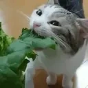 alface emote for Discord