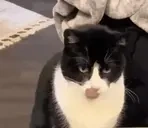 ALO emote for Discord