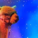 AlpacaRAVE emote for Discord