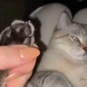 AlooCat emote for Discord