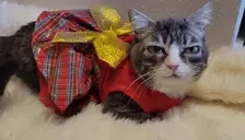 AlrightChristmas emote for Discord