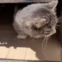 AlrightBox emote for Discord