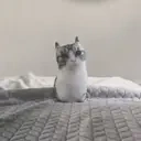 arbuzowa emote for Discord