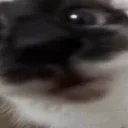 AREYOUAGIRL emote for Discord