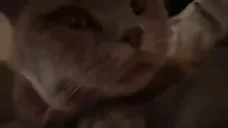 AREYOUAGIRLchili emote for Discord