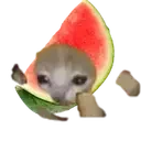 arbuzRun emote for Discord