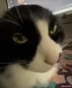 AREYOUSERIOUSRIGHTMEOW animated emote for Discord, Twitch and Slack