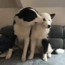 aryaSHAME emote for Discord