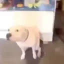 ArturoDance emote for Discord