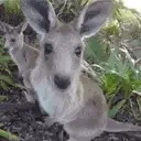 AREYOUAKONT emote for Discord