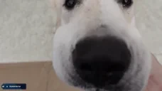 arthaSNIFFA emote for Discord