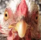 AREYOUACHICKEN emote for Discord