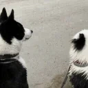 aryaINYOURFACE emote for Discord