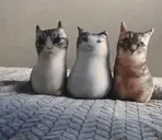 arbuzowa2 emote for Discord