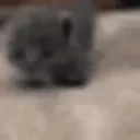 ArriveFast emote for Discord