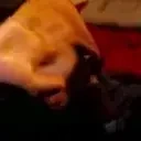 arvidHiii emote for Discord