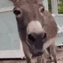 AREYOUAJACKASS emote for Discord