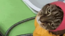 areyoufr emote for Discord