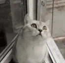 areyouokay emote for Discord