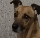 argh emote for Discord