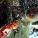 AREYOUACRAB emote for Discord