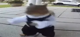 Ardilladance emote for Discord