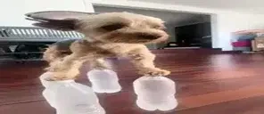 arlo emote for Discord