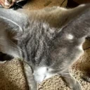 aricatkiss emote for Discord