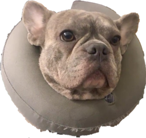 Koda67 emote for Discord