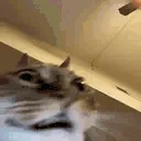 asd emote for Discord