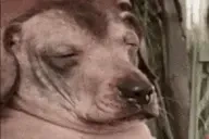 asianCreatureEatingPeanuts emote for Discord