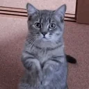 askk emote for Discord