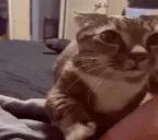 ask emote for Discord