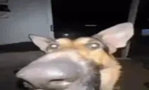 asd emote for Discord