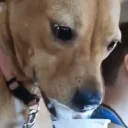 AstraLick emote for Discord