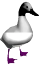 AsexualDuck emote for Discord