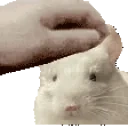 ashePet emote for Discord