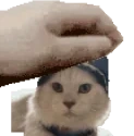 aslanHeadpats emote for Discord